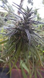 Gage Green Seeds Colombian Gold Regular