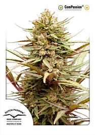 Dutch Passion ComPassion Feminized Seeds 