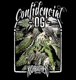 The Kush Brothers Confidential OG Feminized