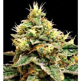 Reserva Privada Confidential Cheese Feminised