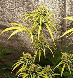 Apothecary Genetics Congo X Nigerian X Hashplant Regular Seed