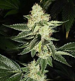 Apothecary Genetics Congo OG Regular