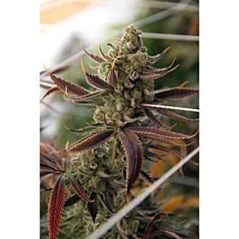 TGA SubCool Genetics Conspiracy Kush Regular