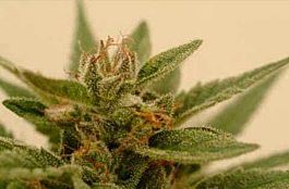 DNA Genetics Connie Chung Regular