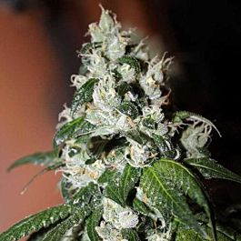 Connoisseur Genetics Seedbank Diesel Dipped Cookies Feminized
