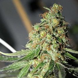 Connoisseur Genetics Seedbank East Coast Cookies Feminized