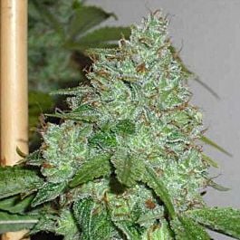 Connoisseur Genetics Seedbank OG Chem Pot Regular