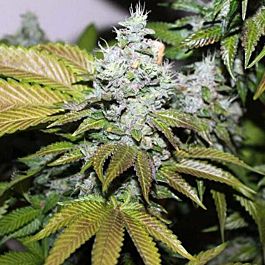 Connoisseur Genetics Seedbank Triangle Kush Cookies Feminized