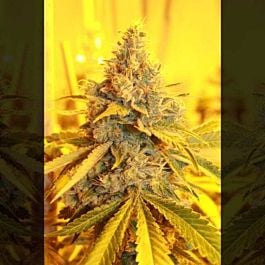 Connoisseur Genetics Seedbank Cheese Dog Haze Feminized