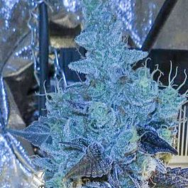 Connoisseur Genetics Seedbank Chem D Cookies Feminized