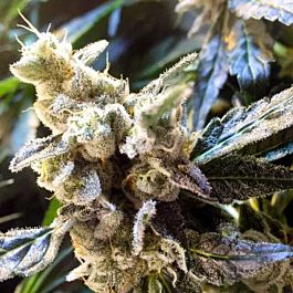 Connoisseur Genetics Seedbank Connoisseur Cookies Feminized