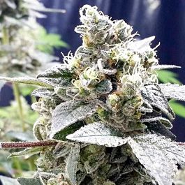Connoisseur Genetics Seedbank Girl Scout Jones Feminized