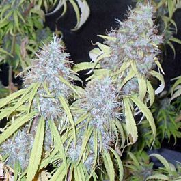 Connoisseur Genetics Seedbank Haze Freak Regular