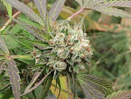 Connoisseur Genetics Seedbank Lem Chem Cookies Regular