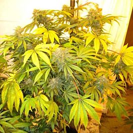 Connoisseur Genetics Seedbank New York Haze Cookies Regular