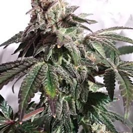 Connoisseur Genetics Seedbank North London Church Cookies Feminized