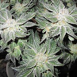 Connoisseur Genetics Seedbank OG Kush Cookies Feminized