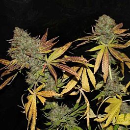 Connoisseur Genetics Seedbank Rainbow Jones Haze Feminized