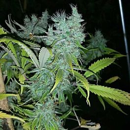 Connoisseur Genetics Seedbank The 90&#8217;s Haze Feminized