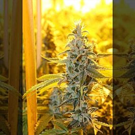 Connoisseur Genetics Seedbank Triangle Kush Haze Feminized