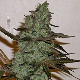 Connoisseur Genetics Seedbank Girl Scout Haze Cookies Feminised