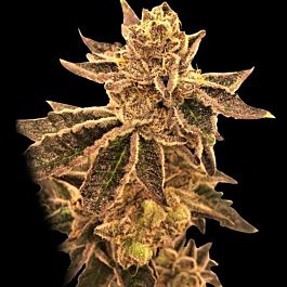 Rare Dankness Seeds Cookie OX Regular Cannabis