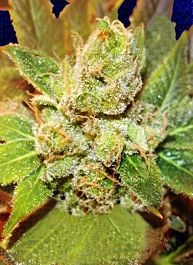 Big Buddha Cookies & Cream Cheese Feminised