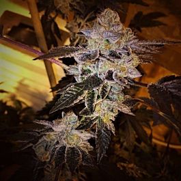 Dankonomics Genetics Cookie Tooth Regular