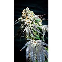 Cannaventure Seeds Cookie Wreck Regular