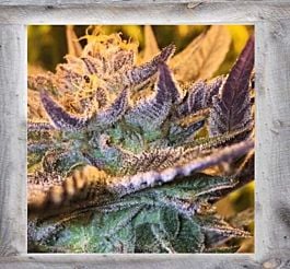 Garden of Green Girl Scout Cookies Auto Feminized