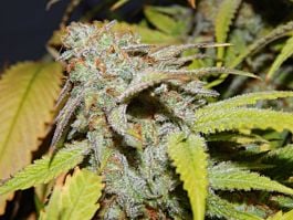 Purple Caper Seeds Cookie OG Regular