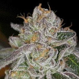Archive Seeds Do-Si-Dos Regular