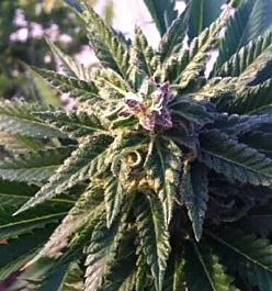 Apothecary Genetics Cookies OG Regular