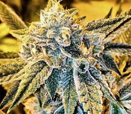 Rare Dankness Seeds Cornbread Regular