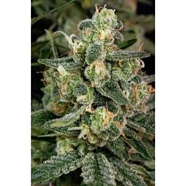 TGA SubCool Genetics Cosmic Glue Regular