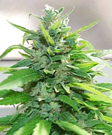 Cream Of the Crop Seeds Creamy Feminized