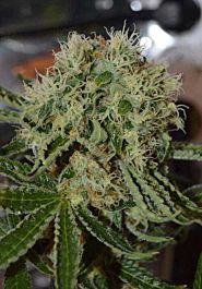 Cream Of the Crop Seeds Custard Cream Feminized