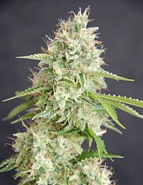 Cream Of the Crop Seeds Double Cream Feminized