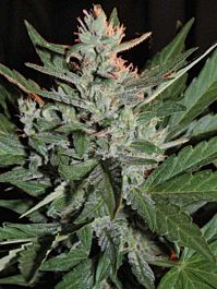 Cream Of the Crop Seeds KO Crop Auto Feminized