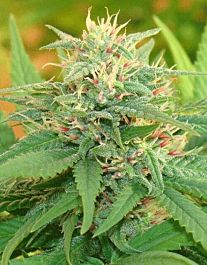 Cream Of the Crop Seeds Narcotic Kush Auto Feminized