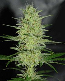 Cream Of the Crop Seeds Pretty Lights Feminized