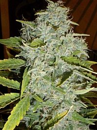 Cream Of the Crop Seeds Psychofruit Auto Feminized