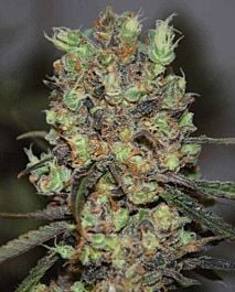 Cream Of the Crop Seeds Purple Paralysis Feminized