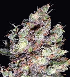 Resin Seeds L.A. Ultra Feminised