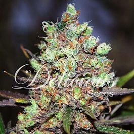 Delicious Cotton Candy Feminized