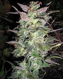British Columbia  Seeds CO Couchlock Regular