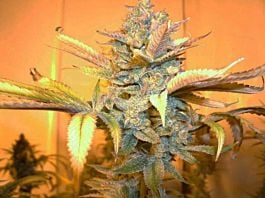 Bodhi Seeds Cougar Milk Regular
