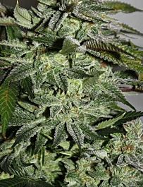 Rare Dankness Seeds Cougar Piss Regular