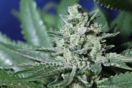 Gage Green Seeds Cherry Puff Regular