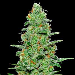 SAMSARA Crazy Miss Hyde Auto Feminized